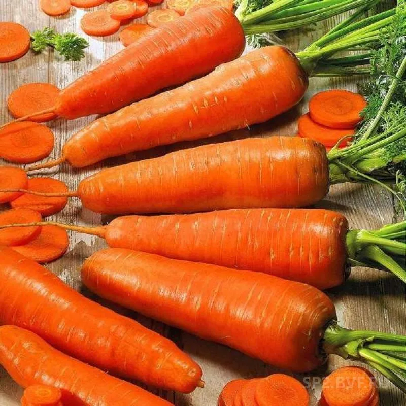 морковь Кордоба опт от 10 тонн в Пензе и Пензенской области