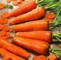 морковь Кордоба опт от 10 тонн в Пензе и Пензенской области