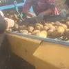 картофель Гала 5-8 диаметр в Городище 4