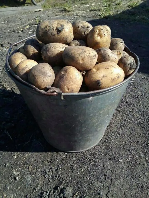 лучший картофель со своего урожая в Пензе