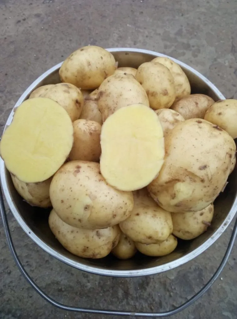 картофель Гала 5-8 диаметр в Городище 3