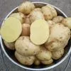 картофель Гала 5-8 диаметр в Городище 3