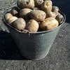 лучший картофель со своего урожая в Пензе
