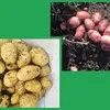 картофель оптом Краснодарский край в Пензе